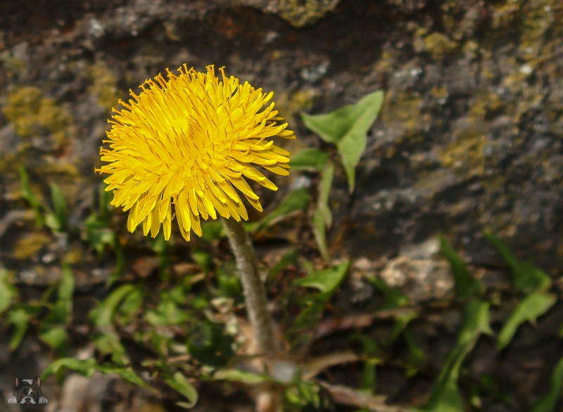 Erste Frühlingsboten im Garten und in Wald und Flur - Seite 23 Lywenz10