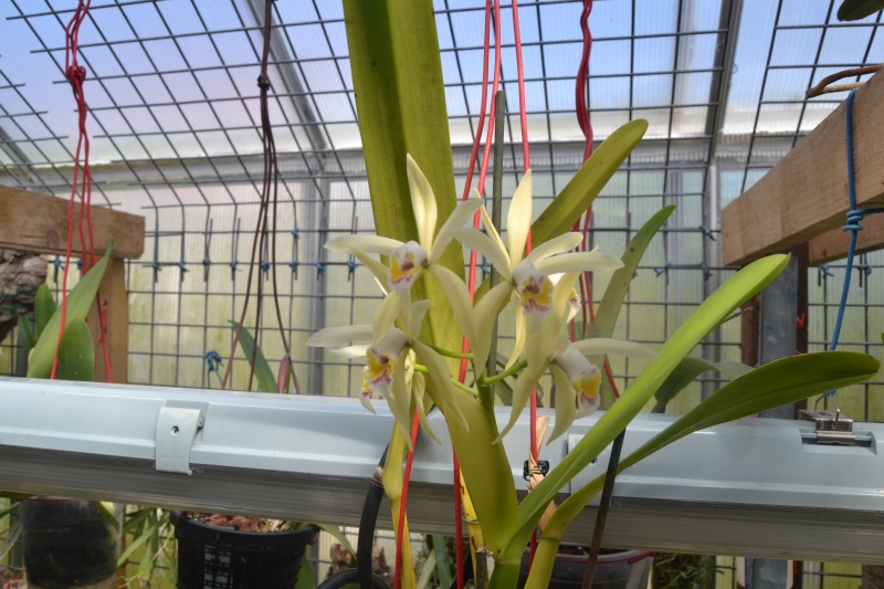 Cattleya iricolor Dsc_0513