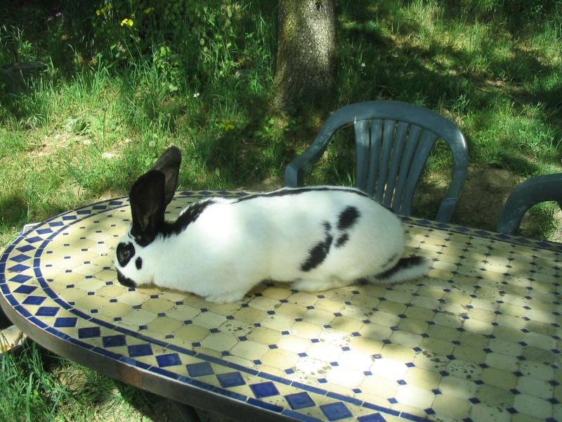 Espoir 2015 lapin géant papillon  Noir et Blanc Img_0025