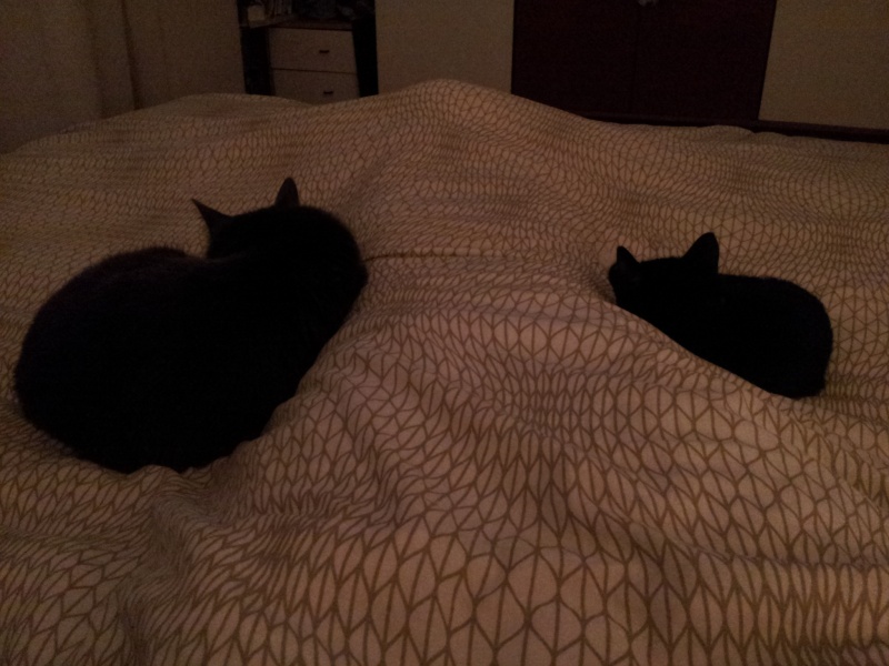 HELIO (Whiskas) et NEL (Giddy) - Page 4 20150513