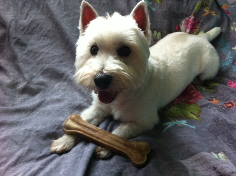 Elliot 2 ans mâle westie - réservé - - Page 10 Photo_13