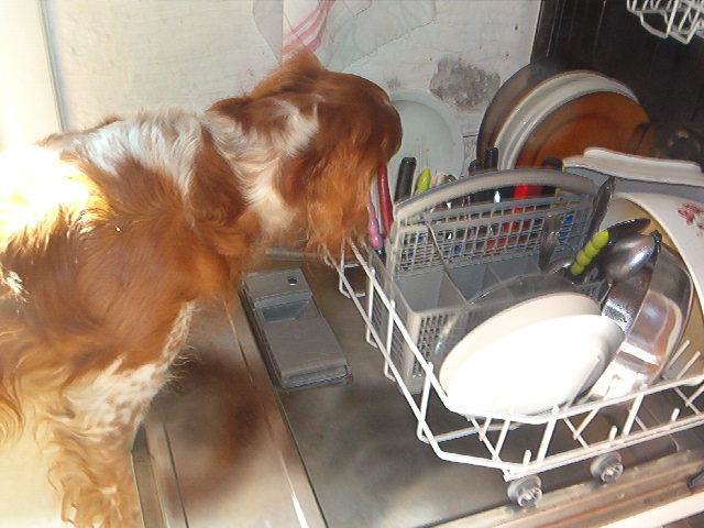 DOOGY, epagneul breton 6 ans (aveugle) 1 an de refuge - APSDA à La Teste de Buch (33) - adopté par lorette33 Photo_13