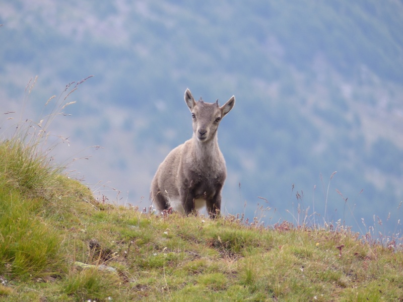 Petites série sur les bouquetins du valais P1040612