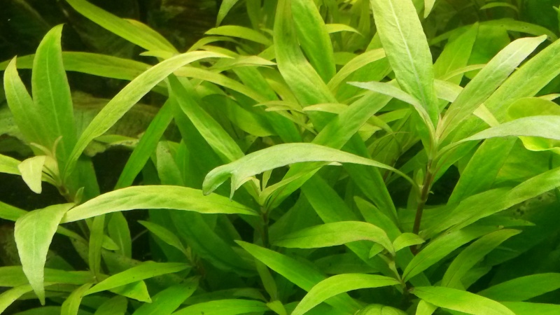 Hygrophila pas en forme Feuill10