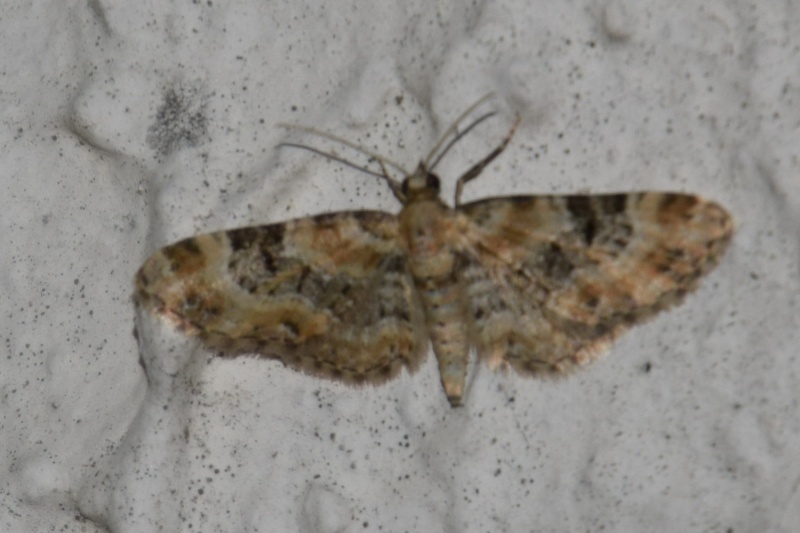 eupithecia - Eupithecia pulchellata et Eupithecia linariata 2015-042