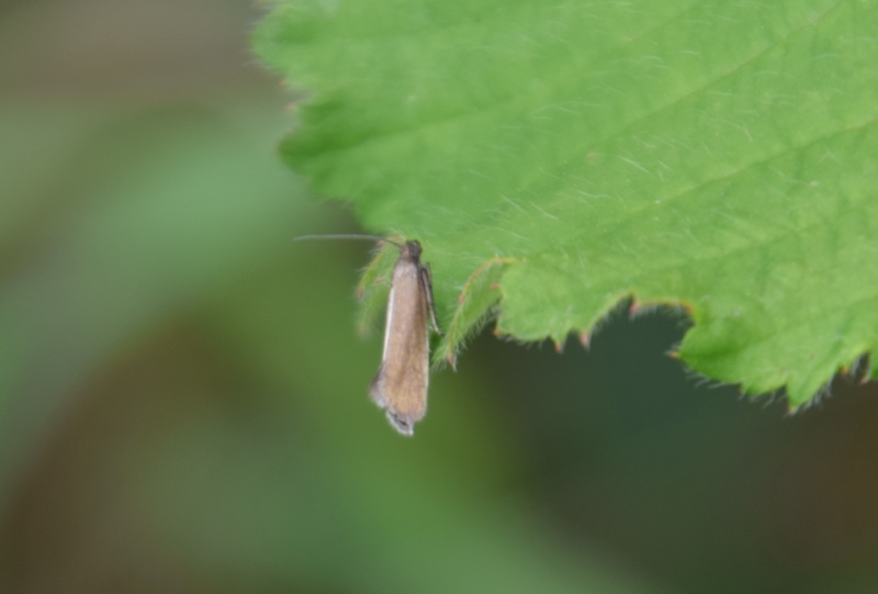 Journée du 9/05 : Cochylis hybridella, Scoparia, chenille de Rhagades pruni, Glyphipterix fuscoviridella 2015-045