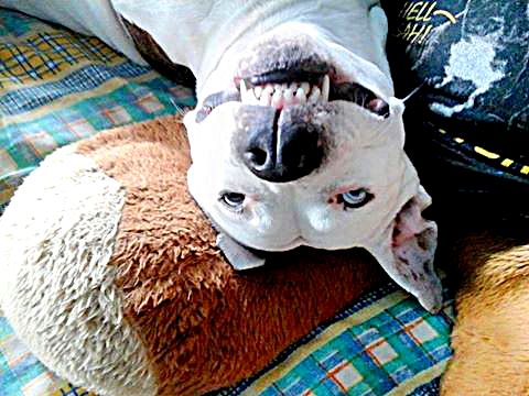 upside down dog - Your Up Side Down Dog Photos - Page 5 11071510