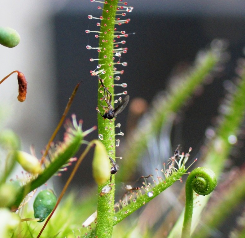 Bild - Karnivoren / insektenfangende Pflanzen Teil 1 - Seite 75 02314