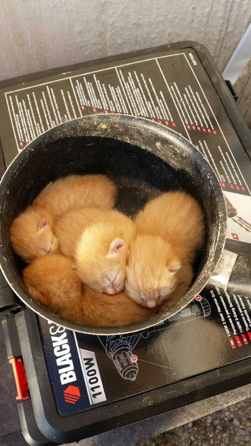 Grosse urgence pour une portée de très jeunes chatons Downlo17