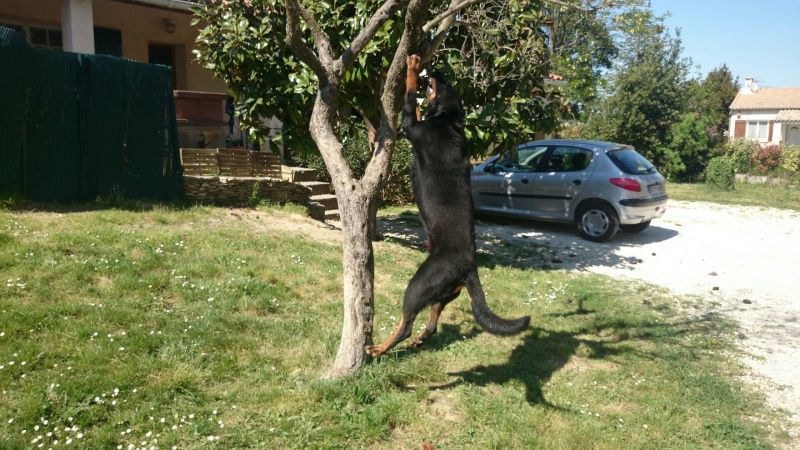 Les plus belles photos des nos Beaucerons - Page 4 Image13