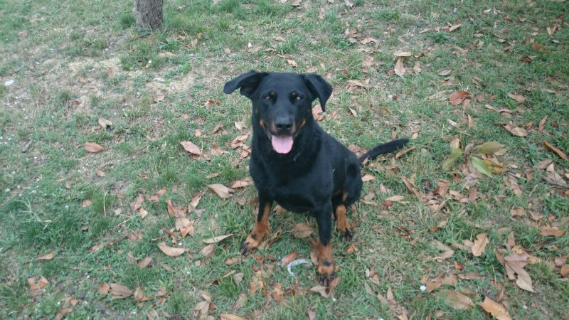 Les plus belles photos des nos Beaucerons - Page 4 Image15