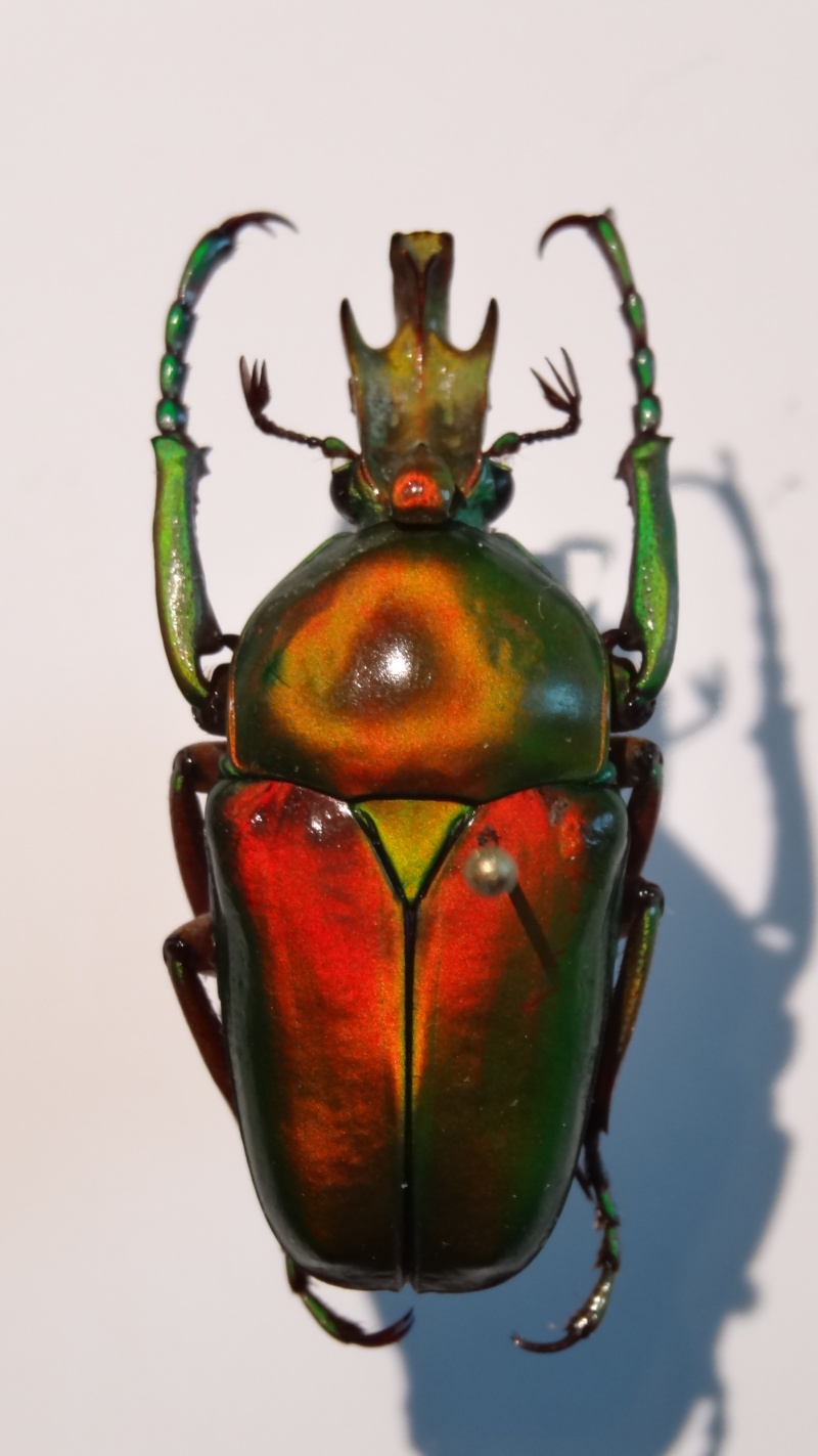 Taurhina longiceps... Dsc02116