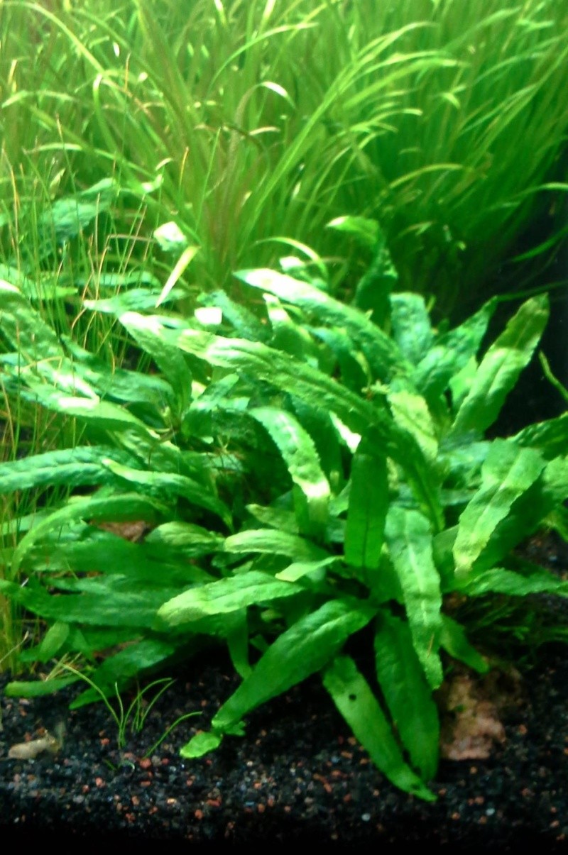 Java Fern (Microsorium Pteropus) 20140710