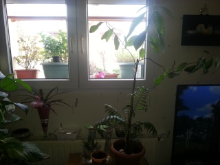 Mes semis exotiques 20150434