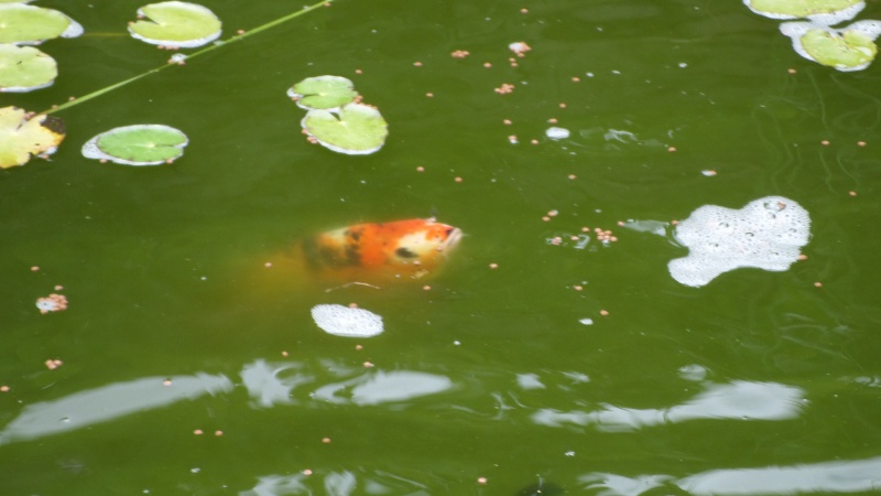 poisson - reamenagement de mon bassin de jardin - Page 5 Sam_1126