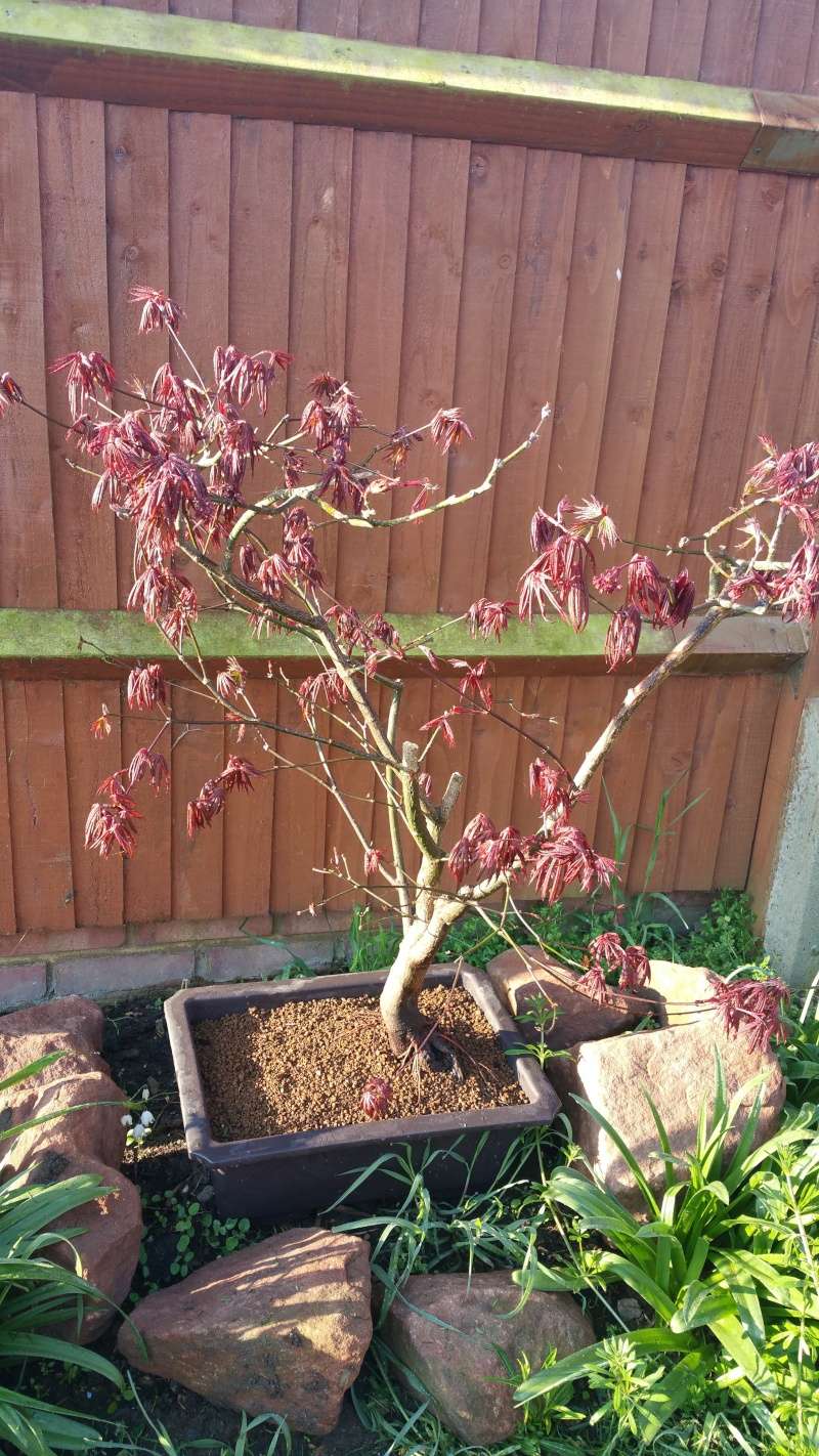 Chunky acer, what to do ? 20150411