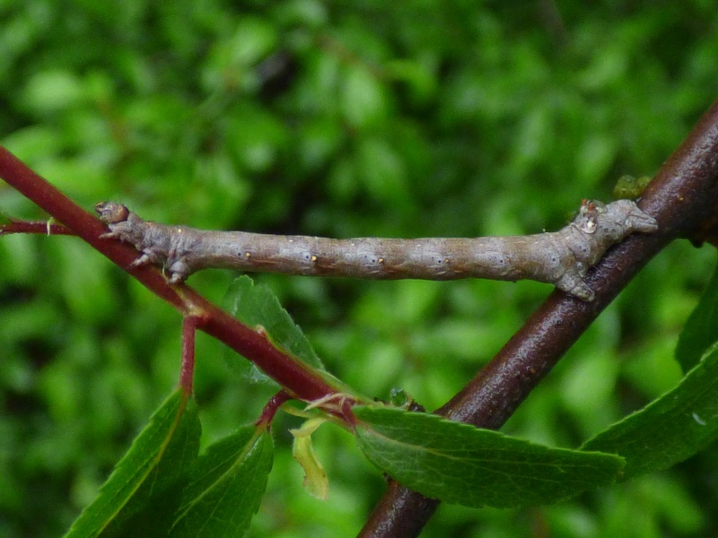 [Colotois pennaria] chenille géomètre sur prunellier  Chenil10