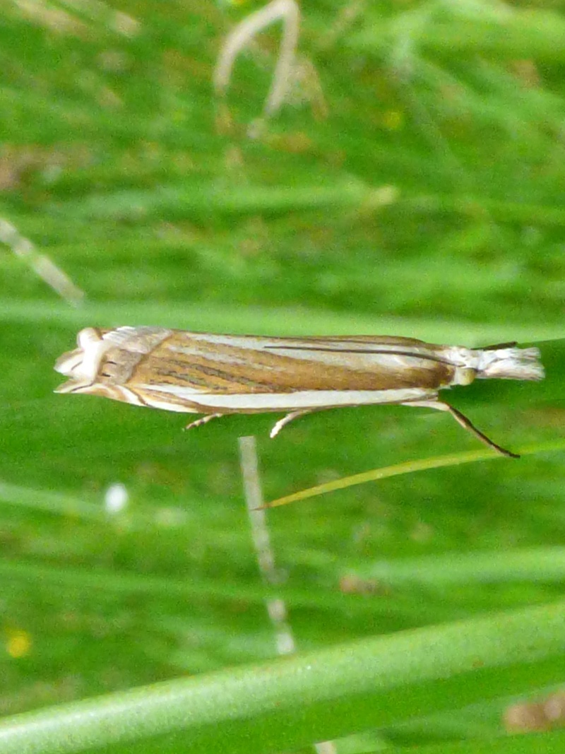 [Crambus pascuella] Crambus à préciser Crambu10