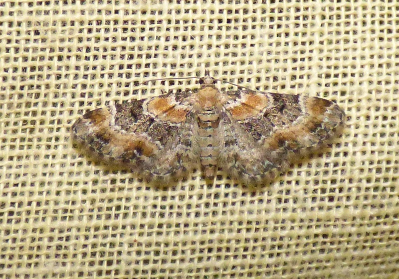 eupithecia - Eupithecia pulchellata et Eupithecia linariata Eupith11