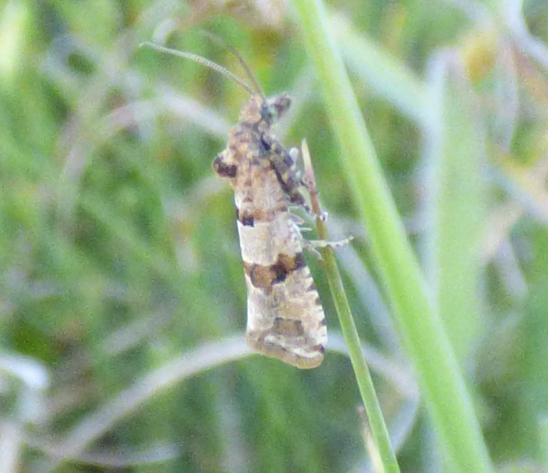 quel est ce Tortricidae? [Lobesia reliquana et littoralis] Lobesi10