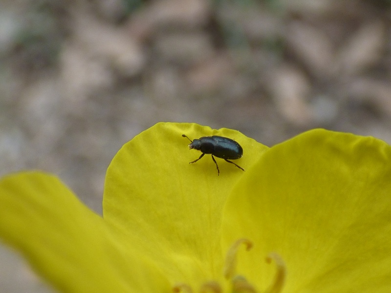  la méligèthe du colza Myligy10