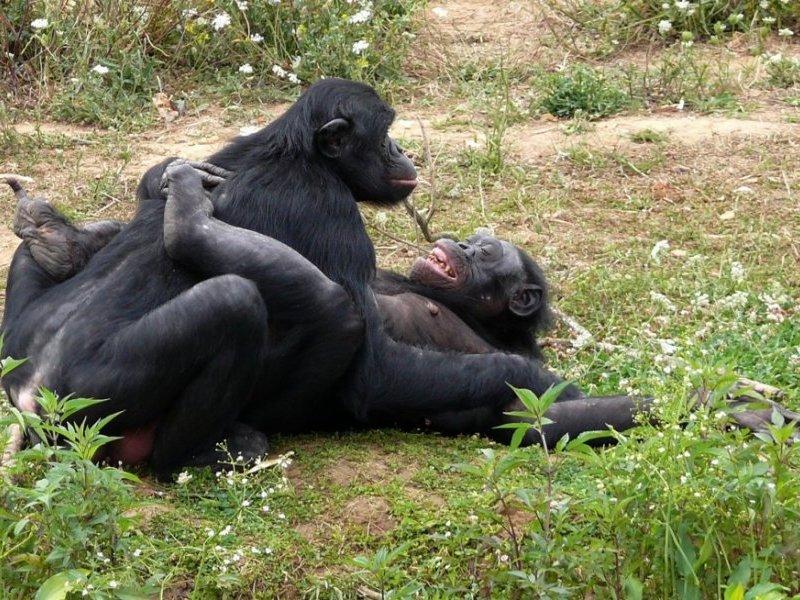 Vos commentaires liés à la photo du jour . . . - Page 3 Bonobo10