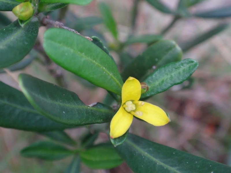 Dans le jardin méridional de Rémi 11-cne10