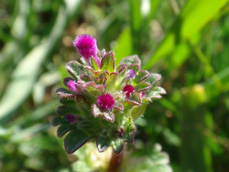 Tout petit tout petit dans la Drôme provençale Lamium10