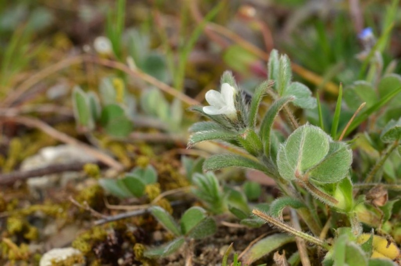 Tout petit tout petit dans la Drôme provençale Myosot10