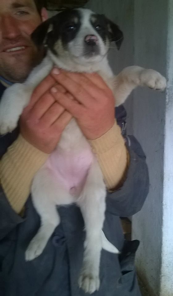 SUMMER- chiot femelle, taille moyenne née en janvier 2015 (Pascani) - adoptée par Gérard (dpt57) 11156111