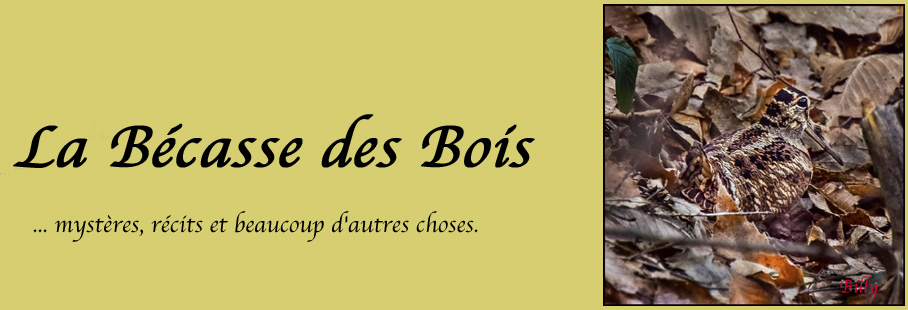 La Bécasse des Bois