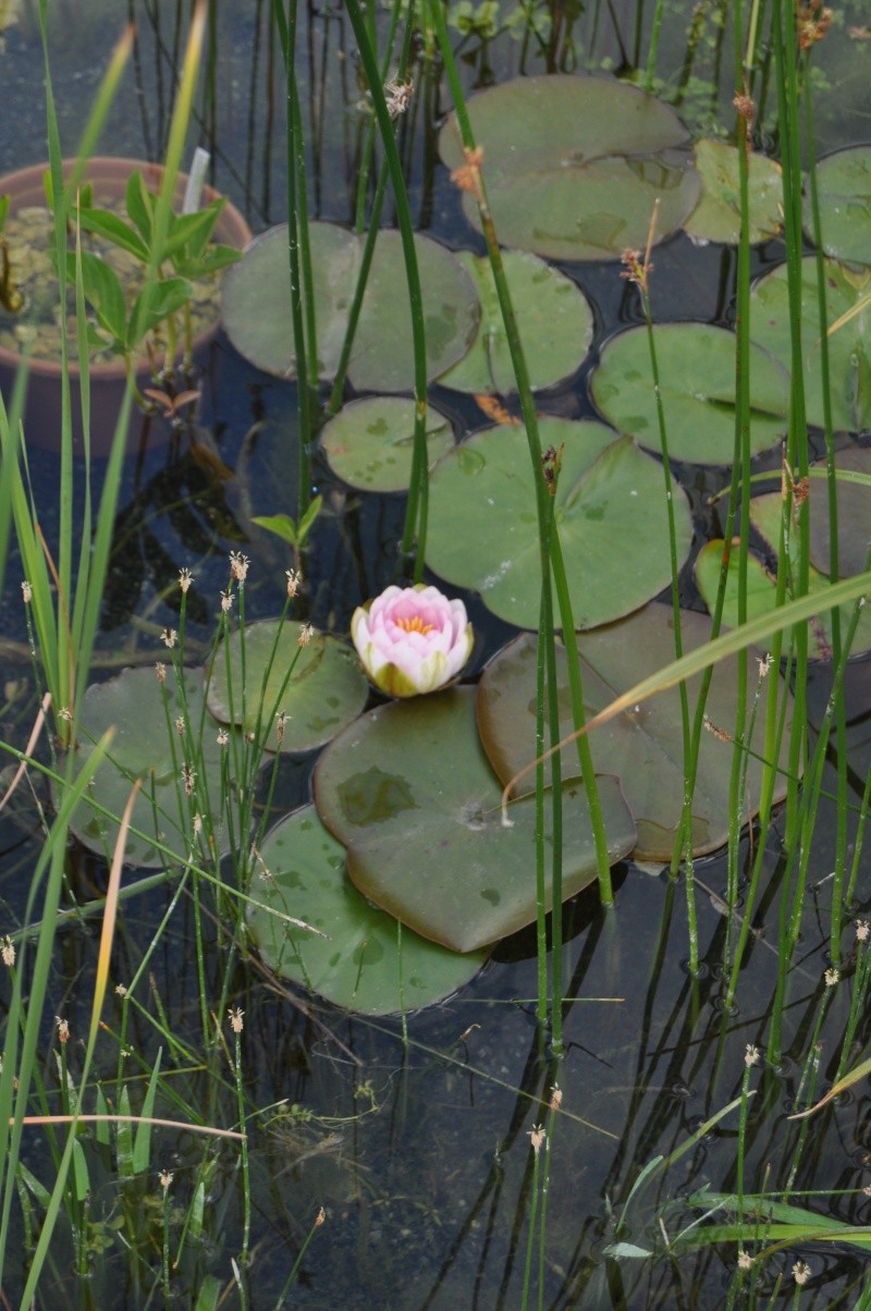 Plantes de mes bassins - Sim-O - Dsc_0081