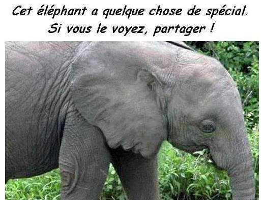 NOS ANIMAUX DOMESTIQUES - Page 3 16542810