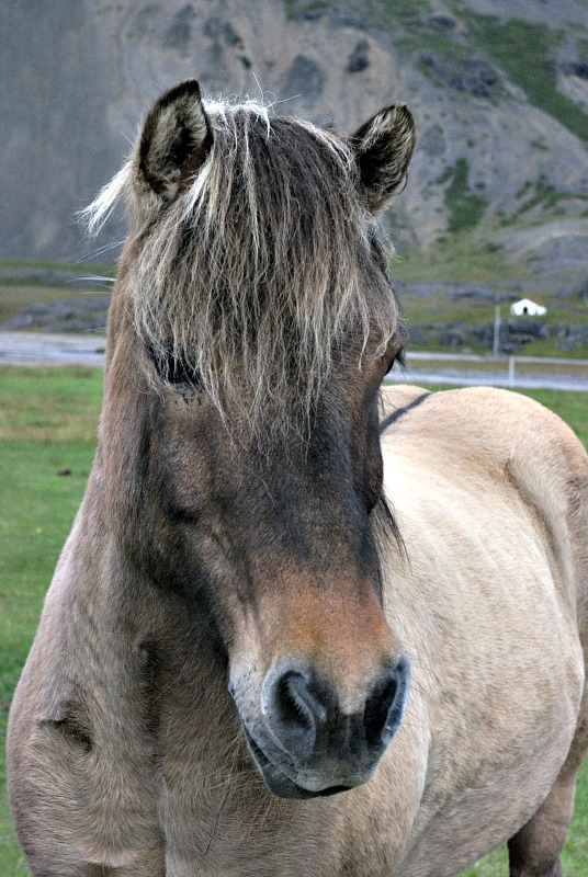 Fototos von Scherbe Pony10