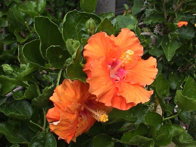 Hors défi Thème de Mai 2015 " FLEUR(S) "(fin le 24) Dsc00110