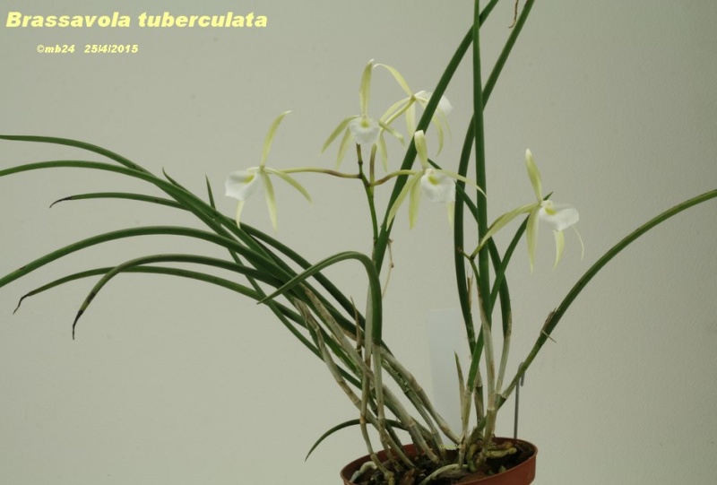 Brassavola tuberculata Brassa12