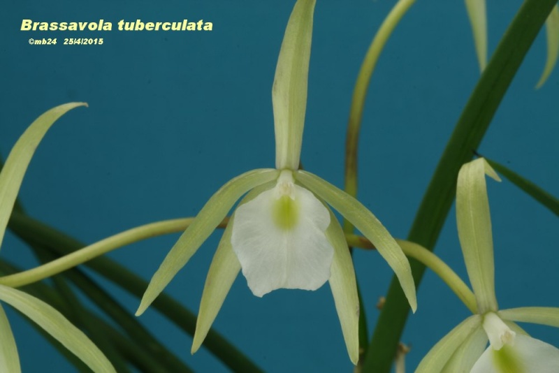 Brassavola tuberculata Brassa13