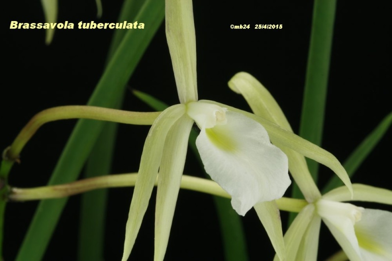 Brassavola tuberculata Brassa14