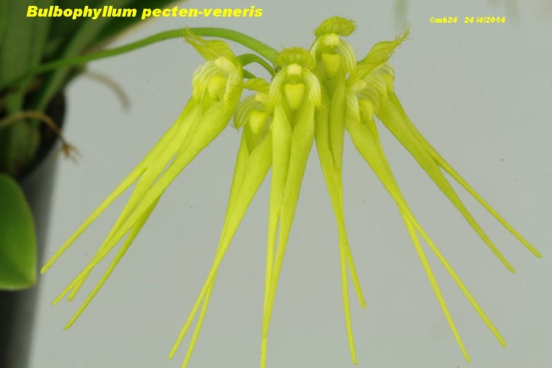 Bulbophyllum pecten-veneris Bulbop22
