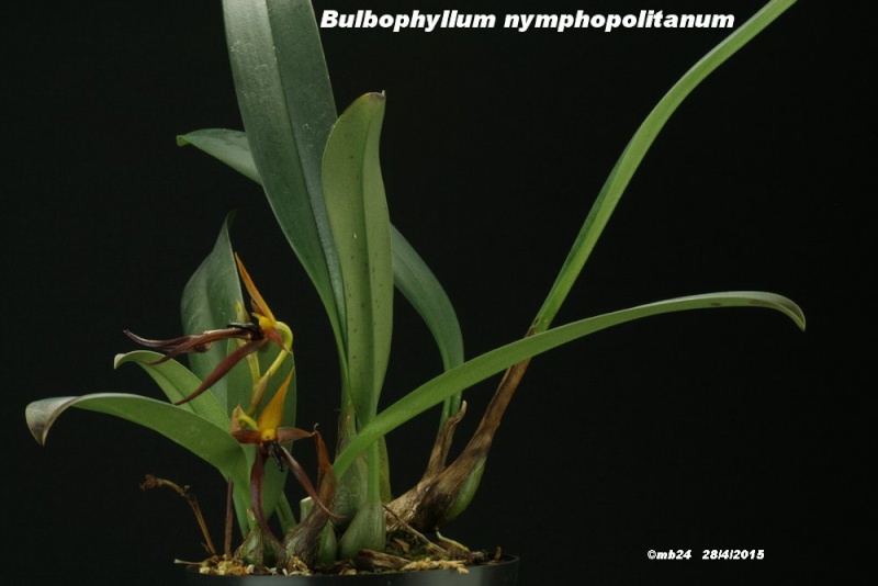 Bulbophyllum nymphopolitanum   Bulbop24