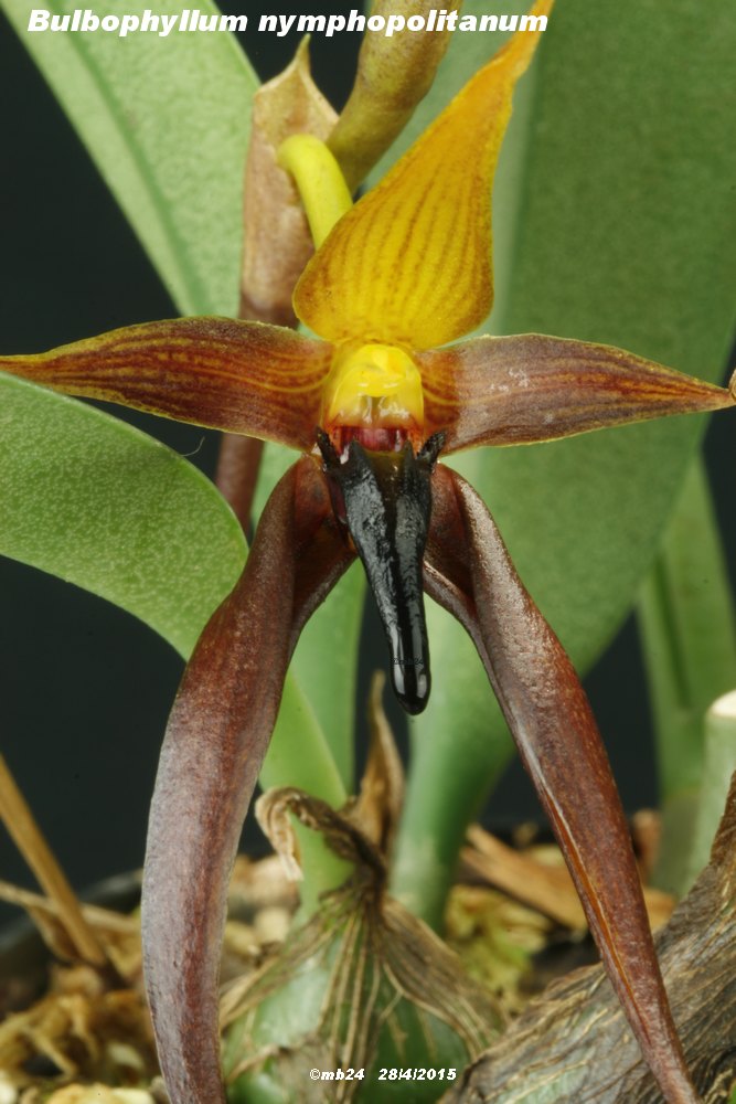 Bulbophyllum nymphopolitanum   Bulbop26