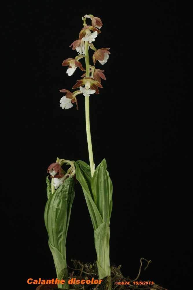 Calanthe discolor Calant10