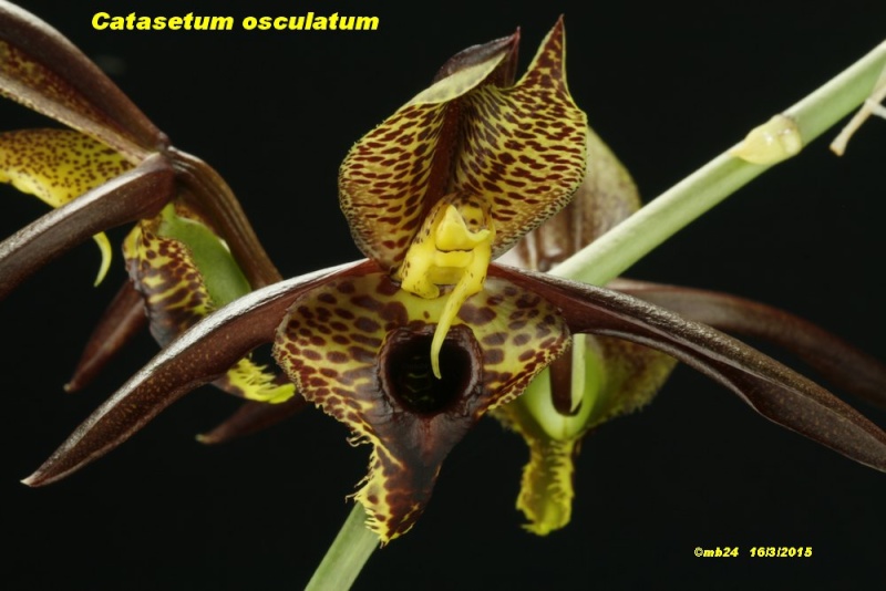 Catasetum osculatum Catase11