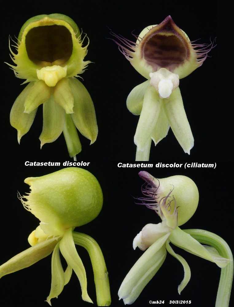 Catasetum discolor Catase18