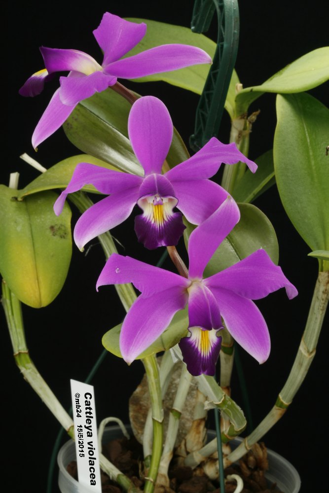 Cattleya violacea - Page 3 Cattle17