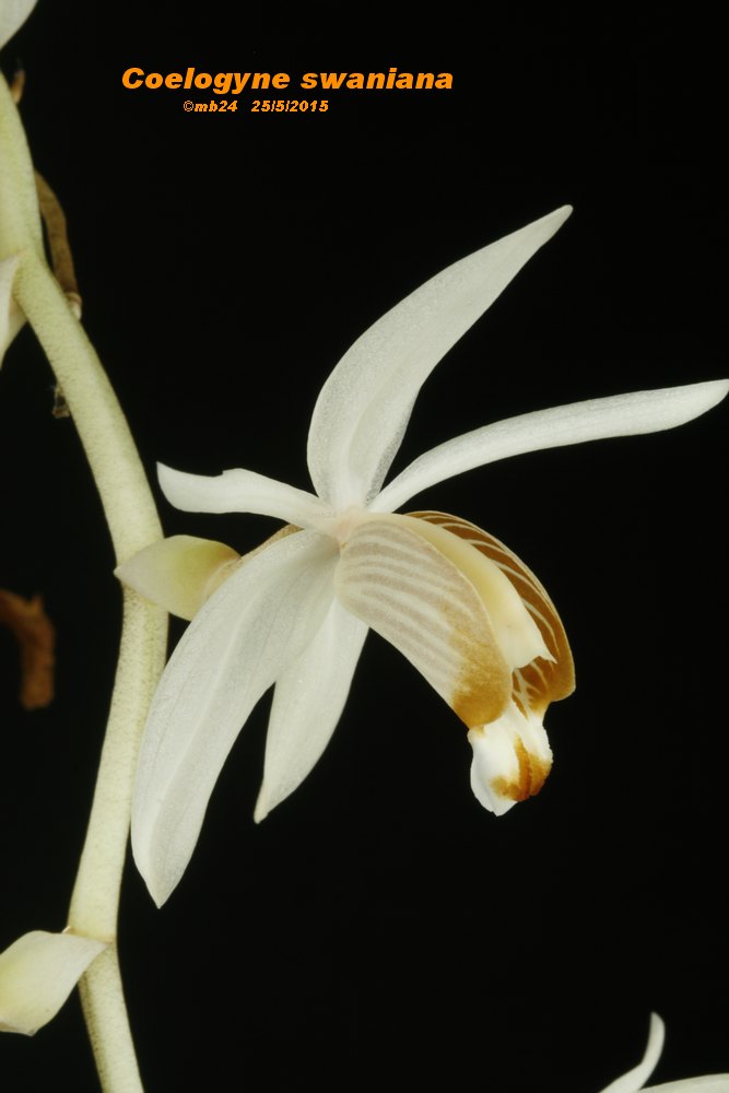 Coelogyne swaniana Coelog18