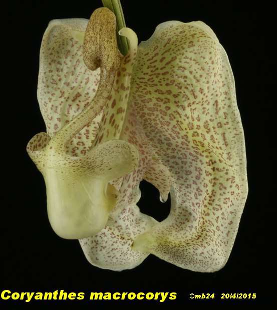 Coryanthes macrocorys (vendu pour misasii) Coryan11