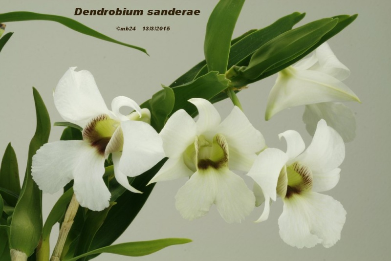 Dendobium sanderae Dendro11
