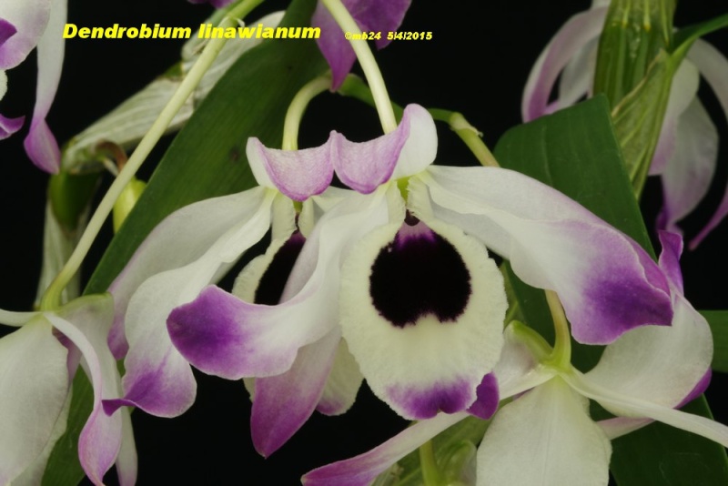 Dendrobium nobile Dendro15