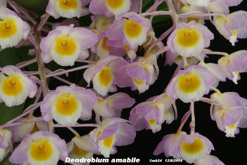 Dendrobium amabile Dendro20